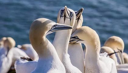 AC Milan Sports-张玉宁代理国米前锋 欧洲联赛中表现抢眼，张玉宁精彩进球