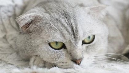 米兰体育APP官网-中国女篮强调团队协作 增强比赛掌控力，中国女篮很强