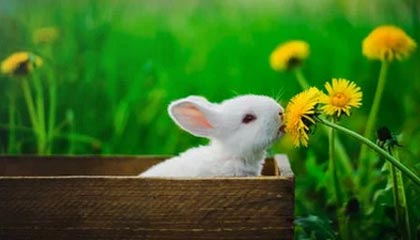 ac米兰-印度赛制变化与突破：新规则带来的机遇与挑战，印度联赛